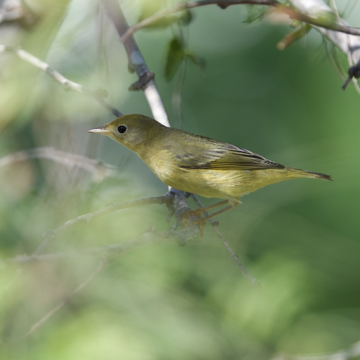 Mangrove Yellow Warbler - ML645161435