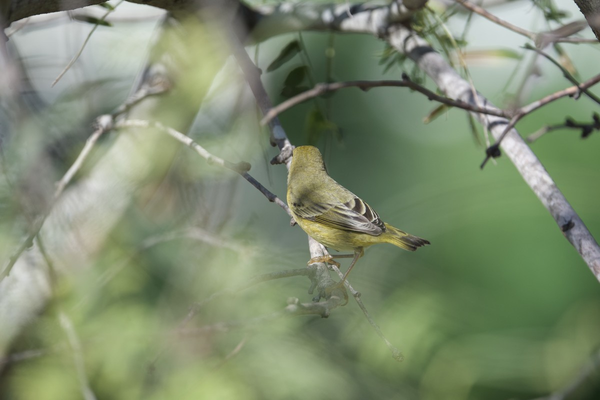Mangrove Yellow Warbler - ML645161441
