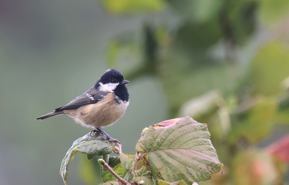 Coal Tit - ML645161443