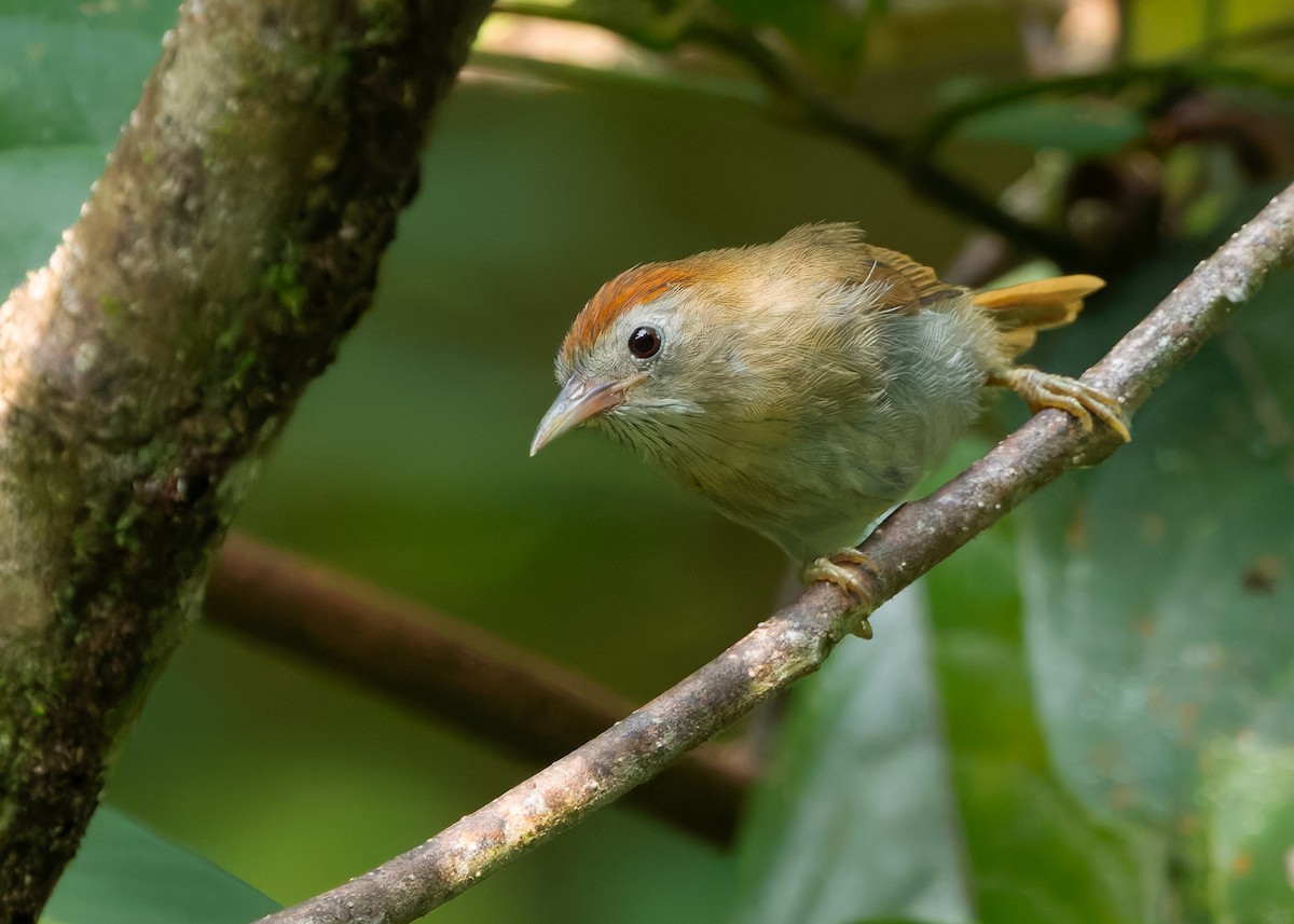 rustpannetimal (rufifrons gr.) - ML645161463