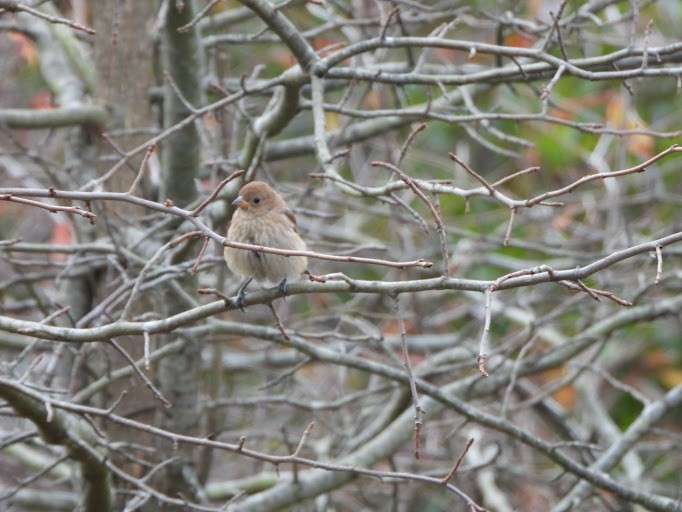 Passerin indigo - ML645161468