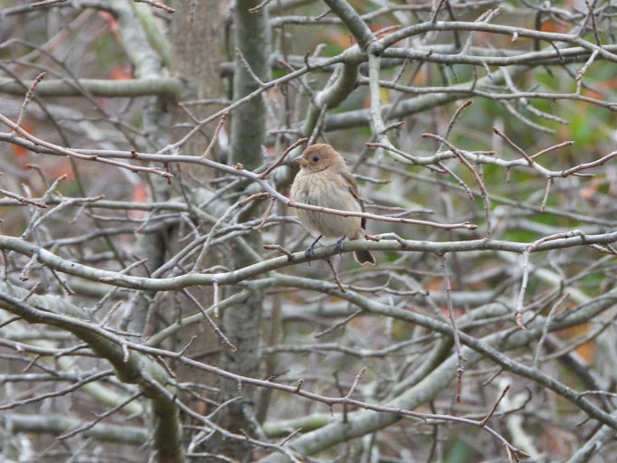 Passerin indigo - ML645161469