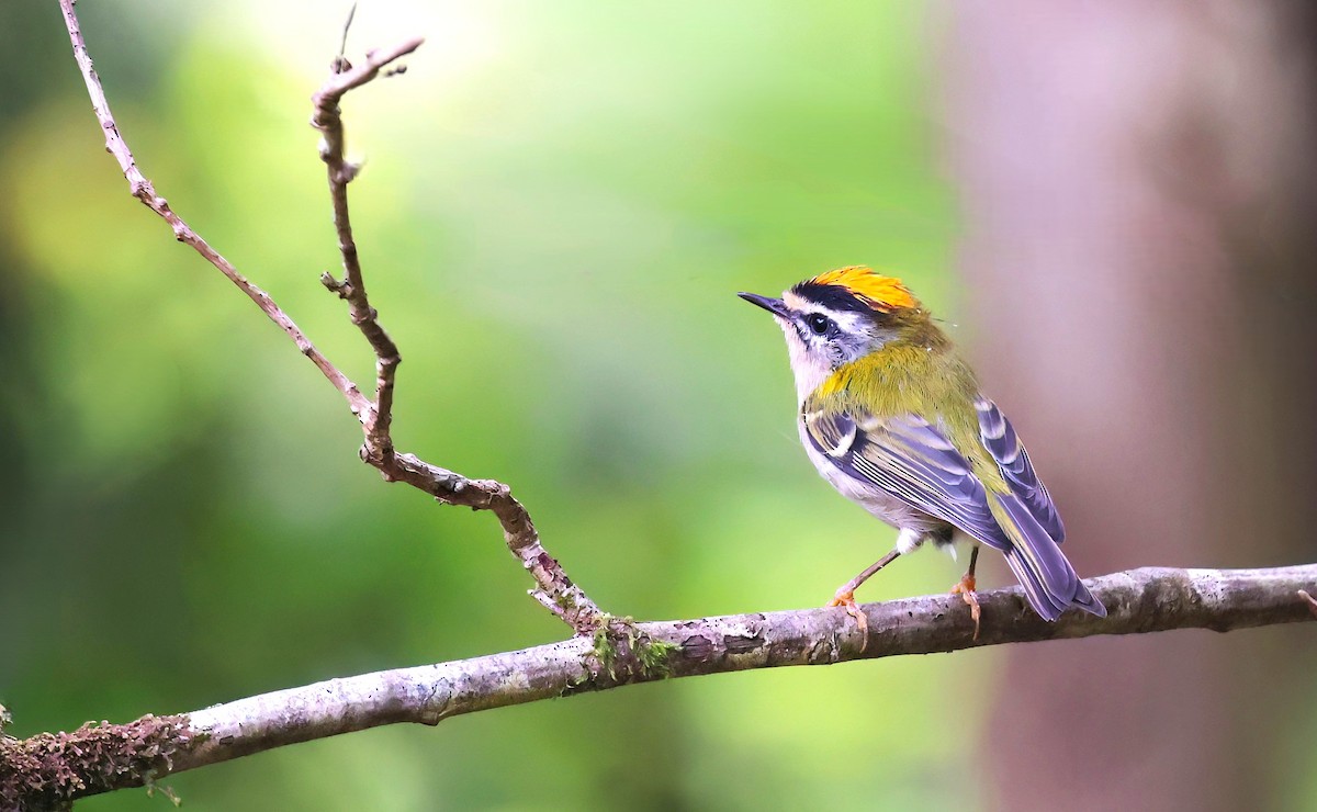 Common Firecrest - ML645161490