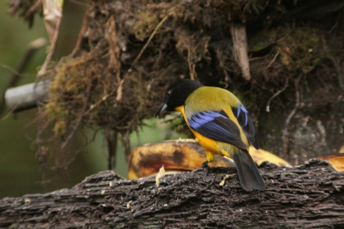Black-chinned Mountain Tanager - ML645161502