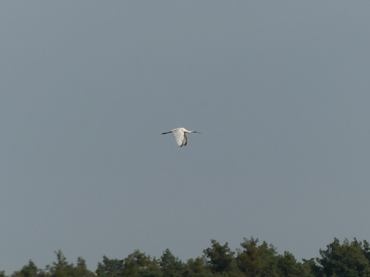 Spatola - ML645161508