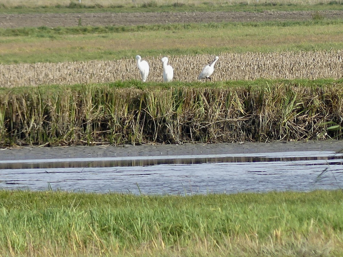 Spatola - ML645161519