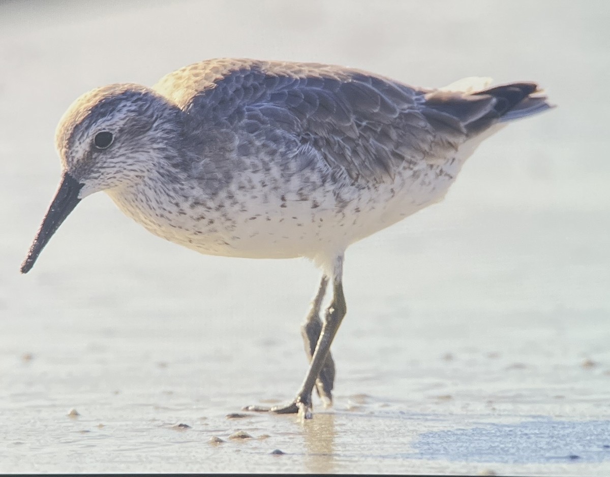 חופית להקנית - ML645161534