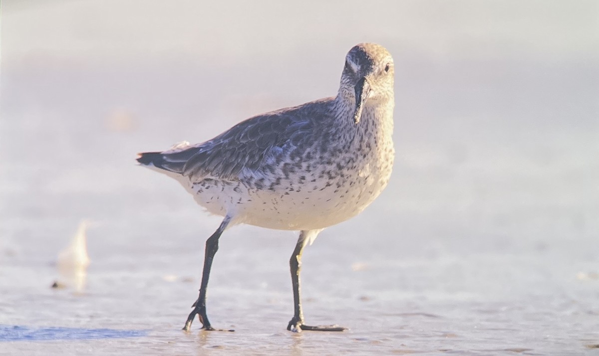 חופית להקנית - ML645161535