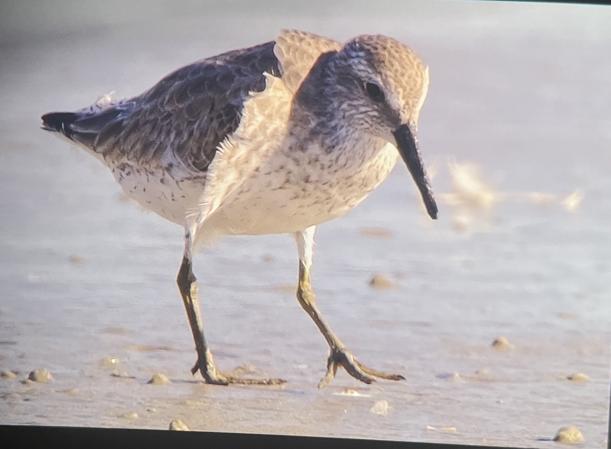 חופית להקנית - ML645161536
