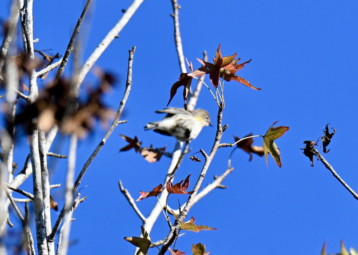 Taçlı Ötleğen - ML645161538