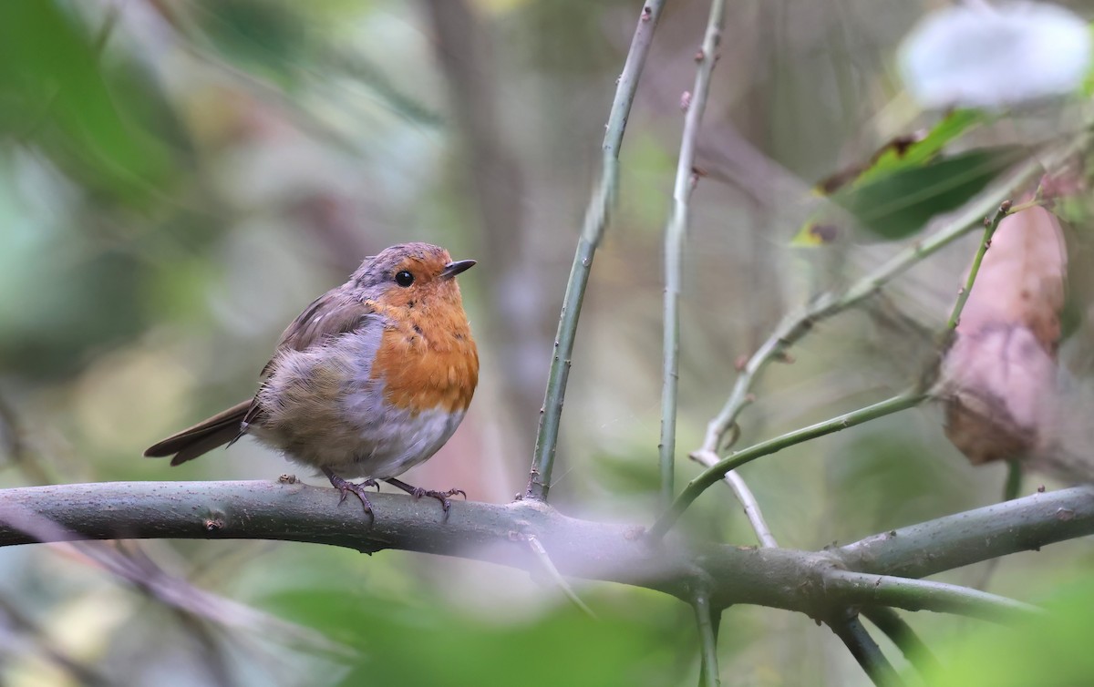 European Robin - ML645161550