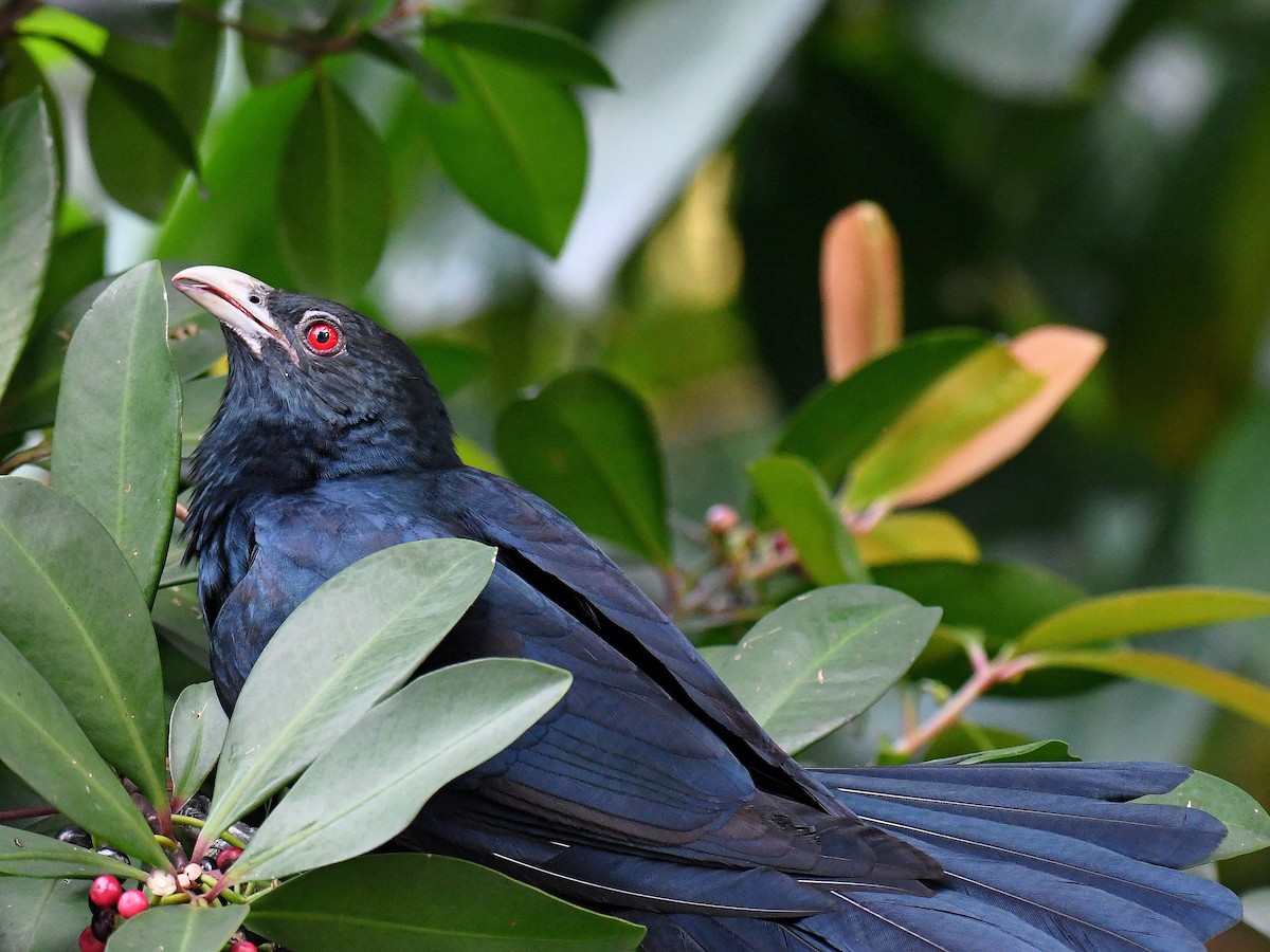 eBird Checklist - 9 Jan 2024 - Gardens by the Bay - 6 species