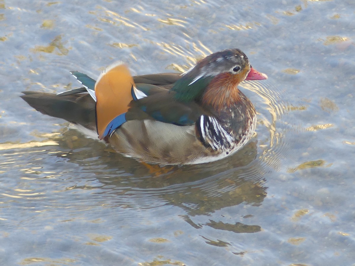 Mandarin Duck - ML645161558