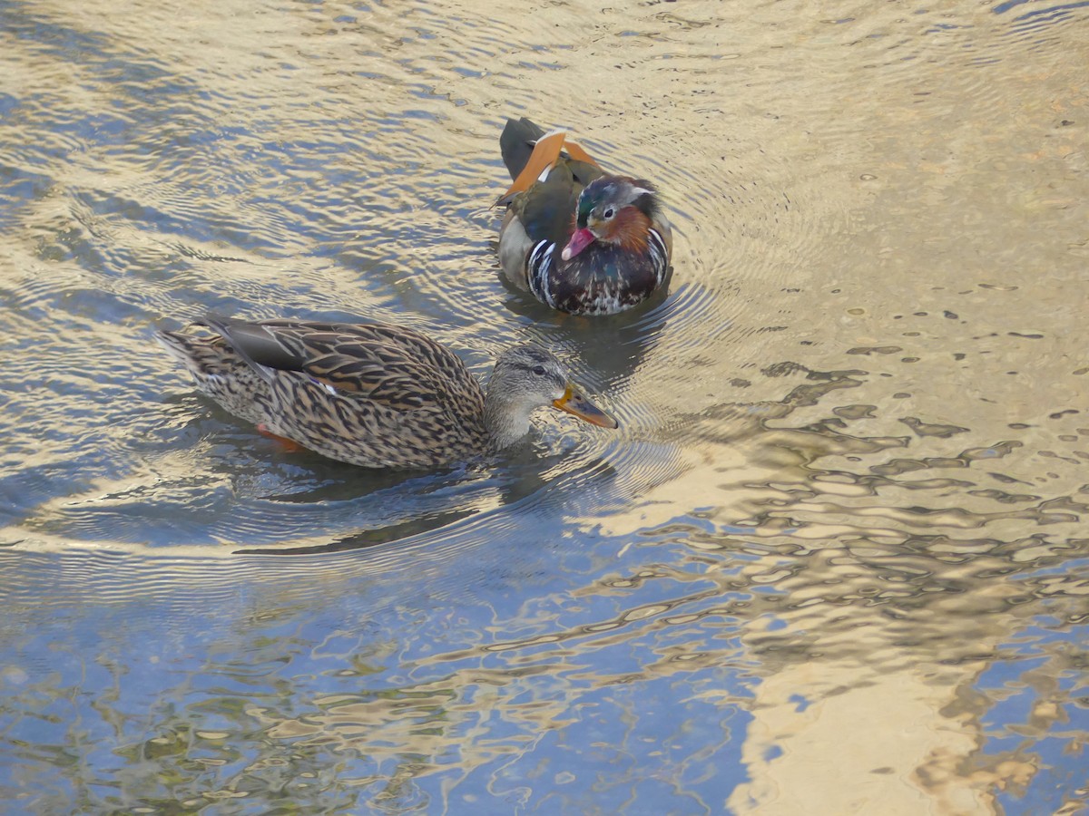 Mandarin Duck - ML645161559