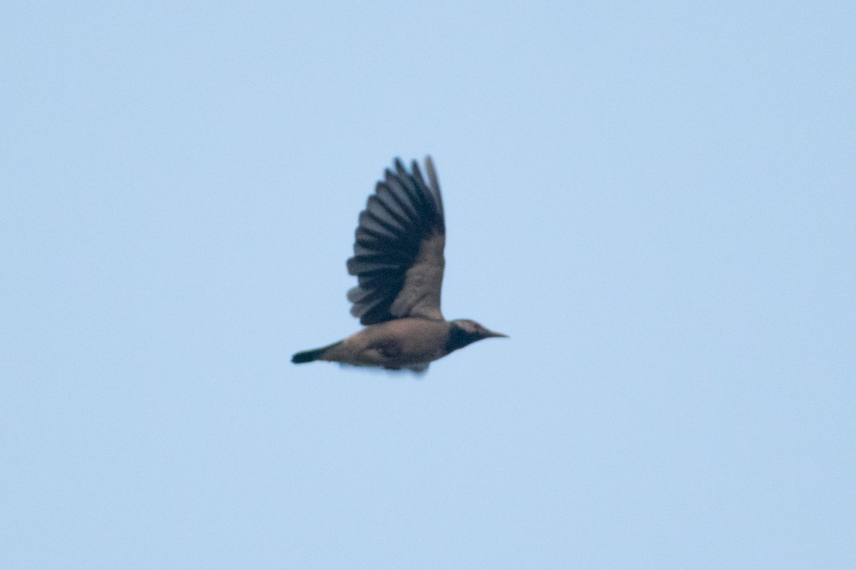 Indian Pied Starling - ML645161560