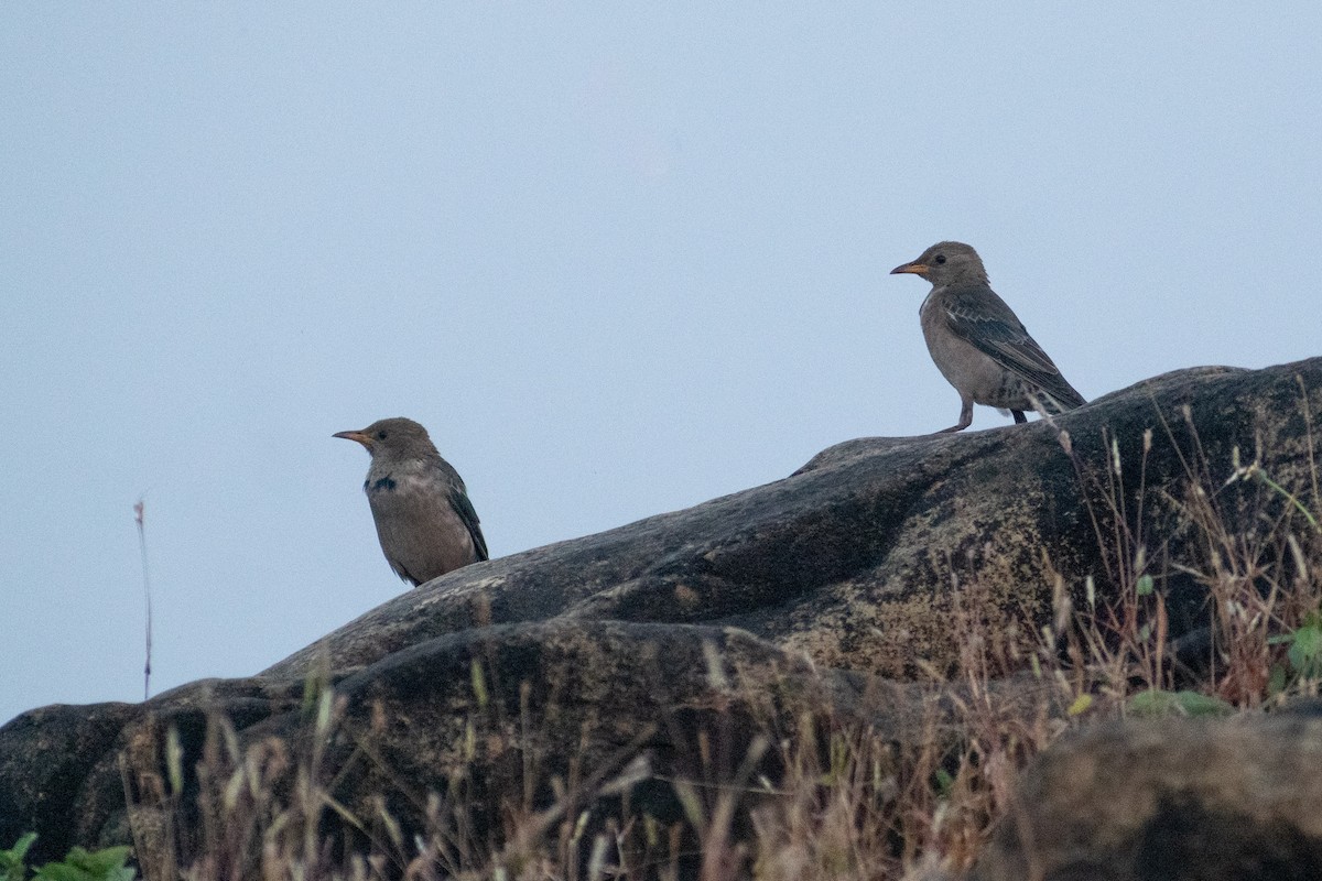 Rosy Starling - ML645161563