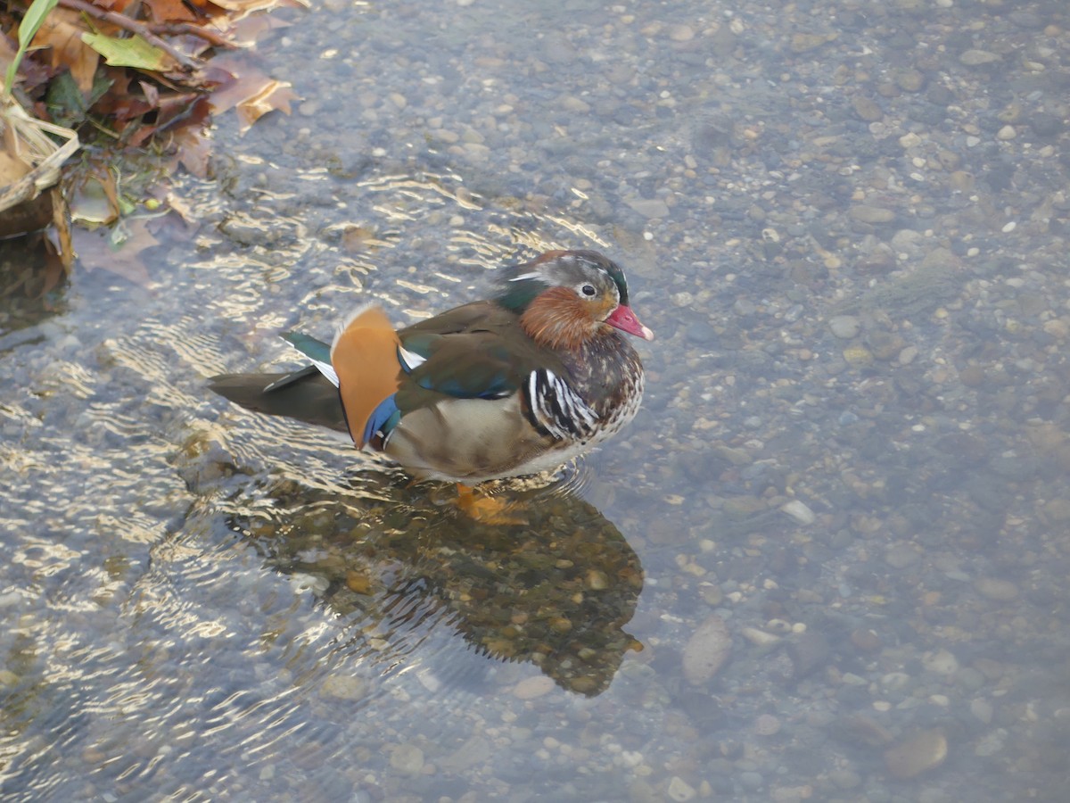 Mandarin Duck - ML645161574