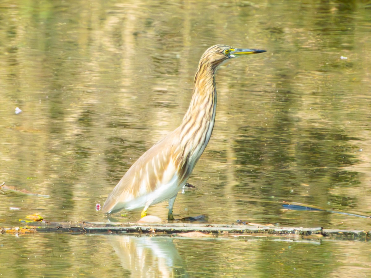 Индийская прудовая цапля - ML645161587