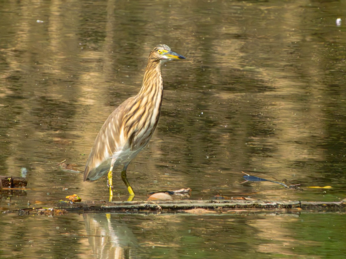 Индийская прудовая цапля - ML645161588