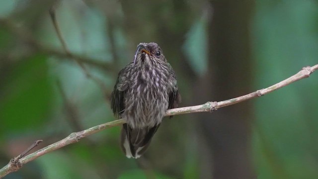 White-tipped Sicklebill - ML645161590