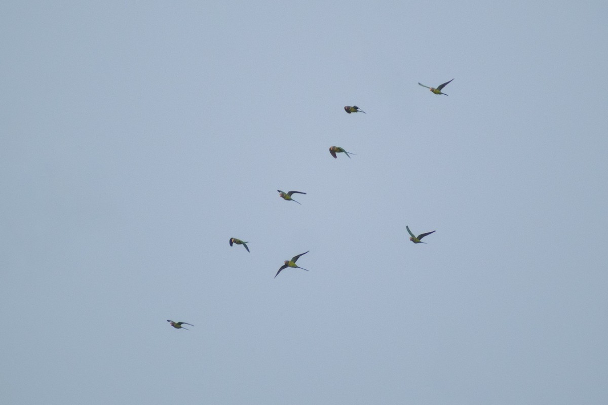 Erik Başlı Yeşil Papağan - ML645161594