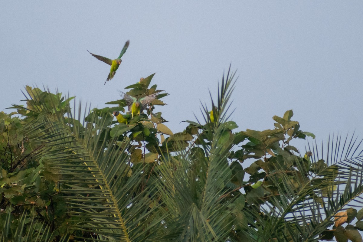 Erik Başlı Yeşil Papağan - ML645161595