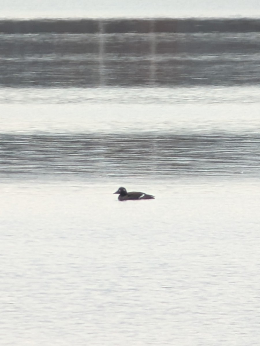 Ak Kanatlı Kadife Ördek - ML645161599