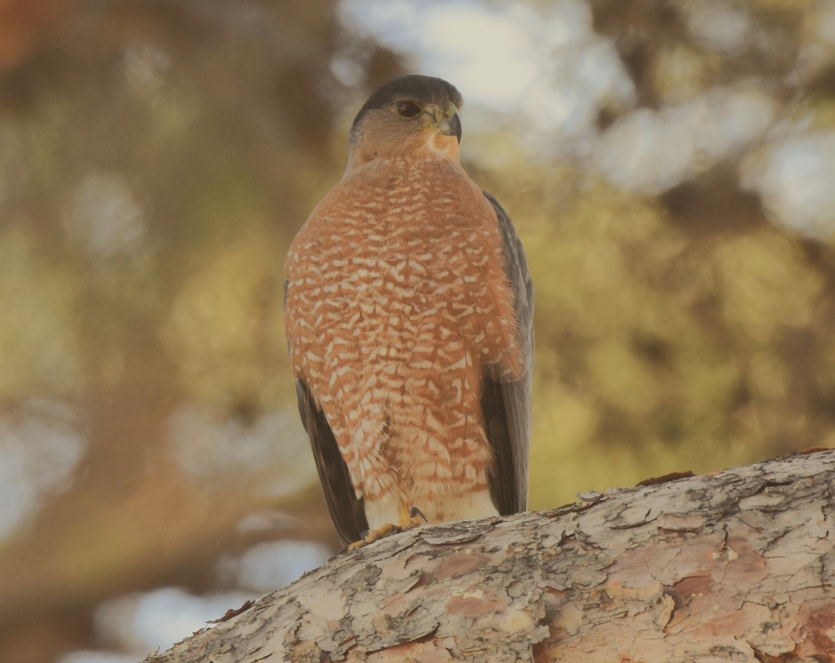 Cooper's Hawk - ML645161609