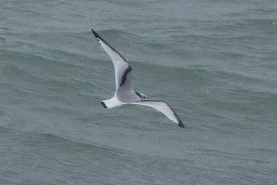 Black-legged Kittiwake - ML645161610