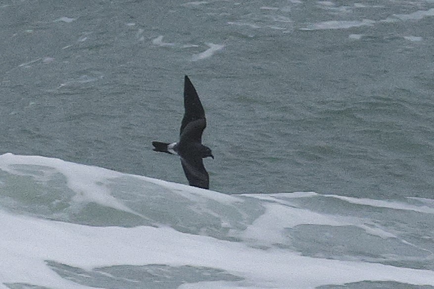 Leach's Storm-Petrel - ML645161620