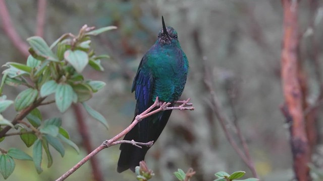 Great Sapphirewing - ML645161621