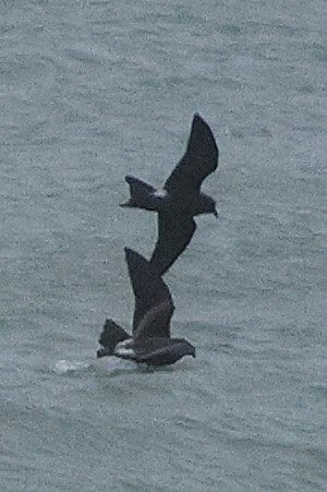 Leach's Storm-Petrel - ML645161623