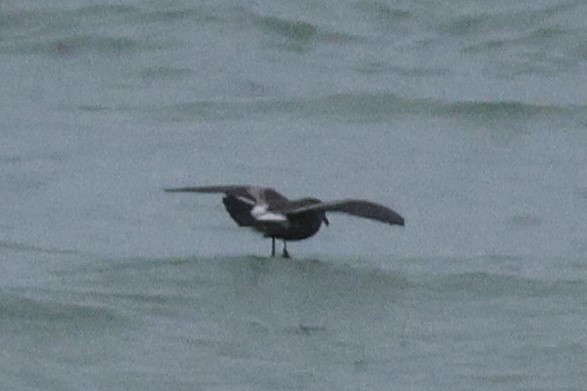 Leach's Storm-Petrel - ML645161627