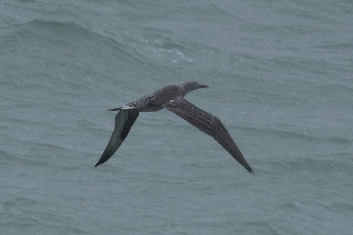 Northern Gannet - ML645161637
