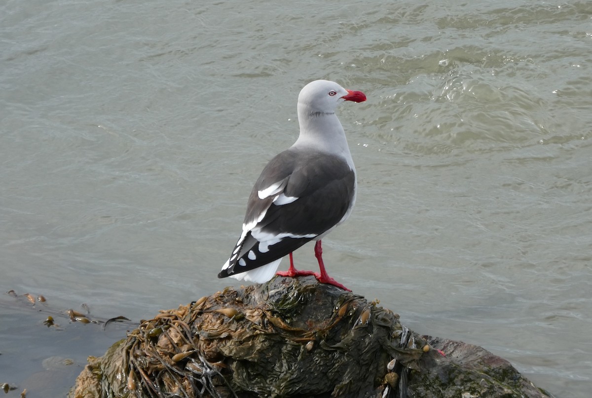 Dolphin Gull - ML645161646