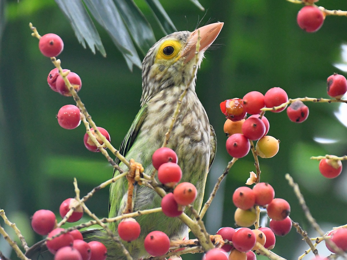 シロボシオオゴシキドリ - ML645161677