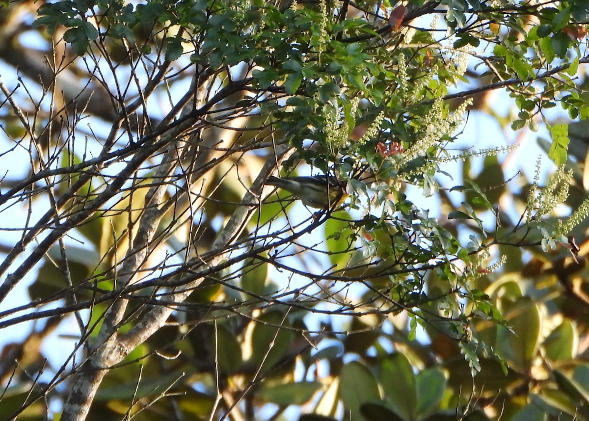 Blackburnian Warbler - ML645161684