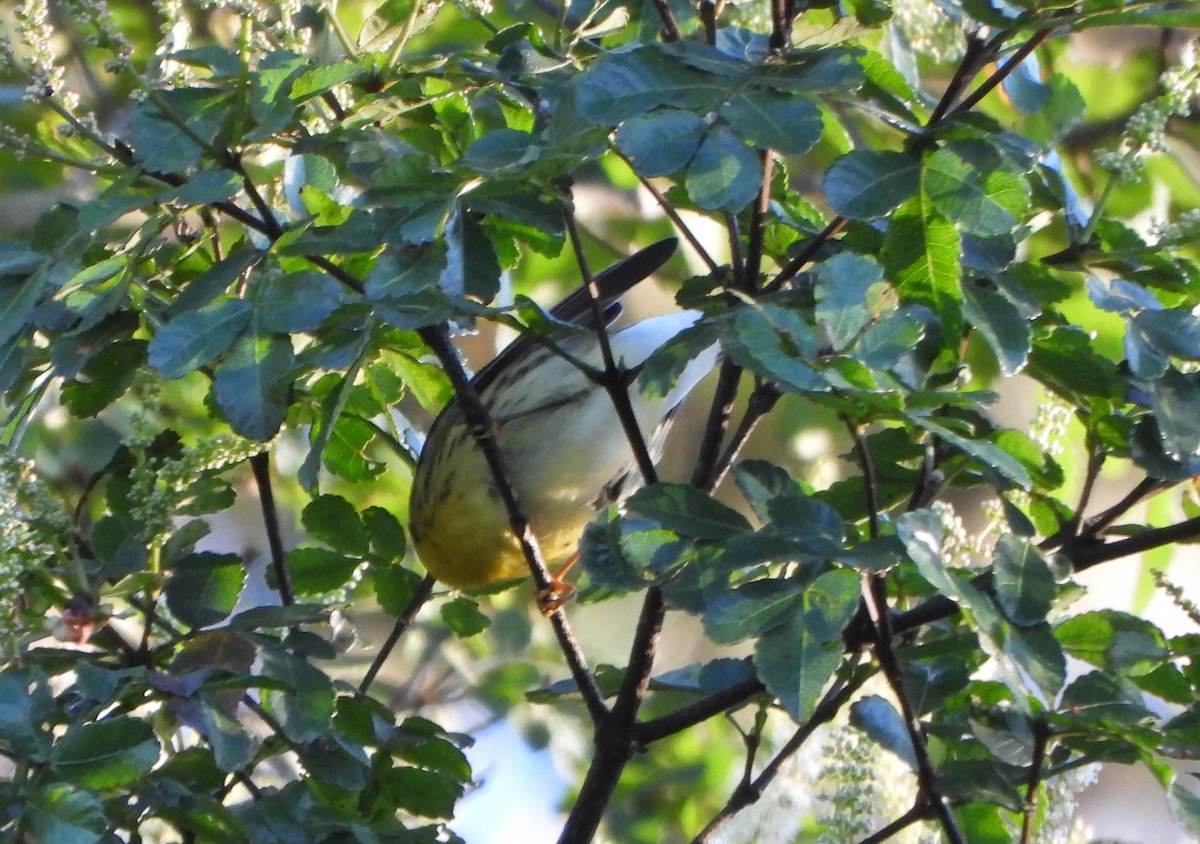 Blackburnian Warbler - ML645161685