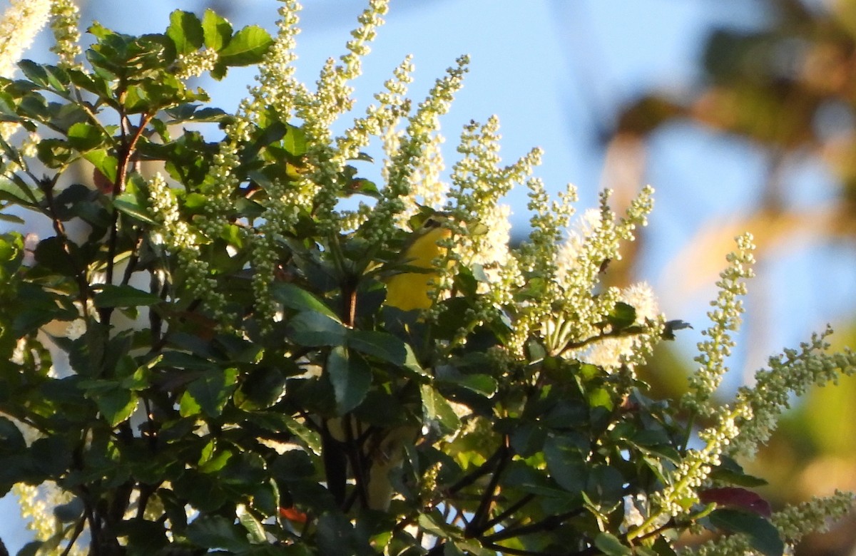 Blackburnian Warbler - ML645161687