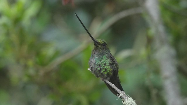 Sword-billed Hummingbird - ML645161696