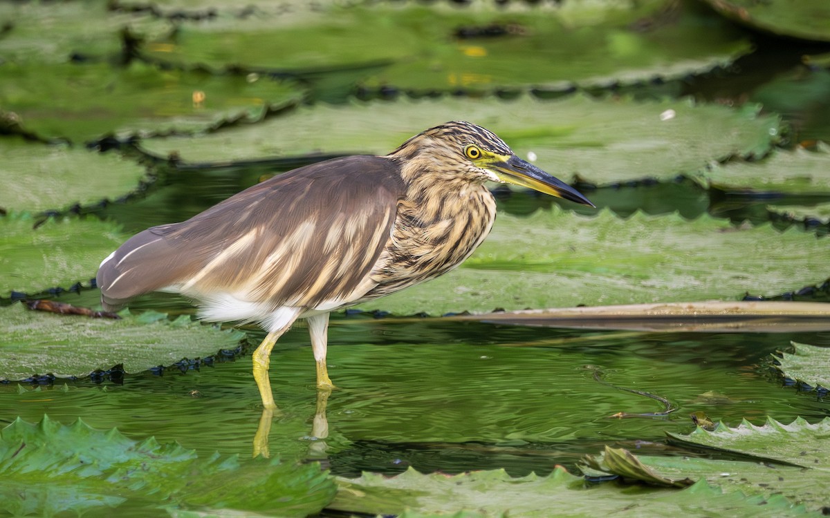 Индийская прудовая цапля - ML645161714