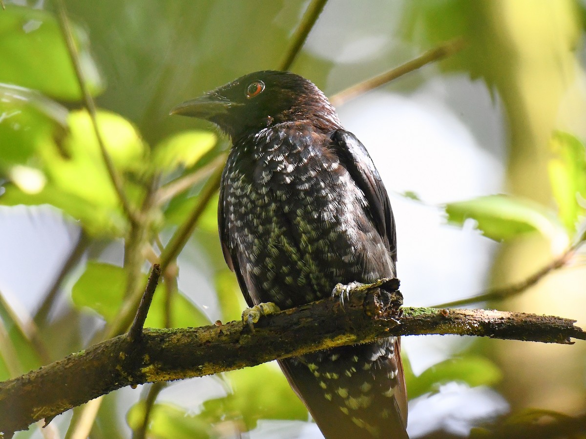 Crow-billed Drongo - ML645161718
