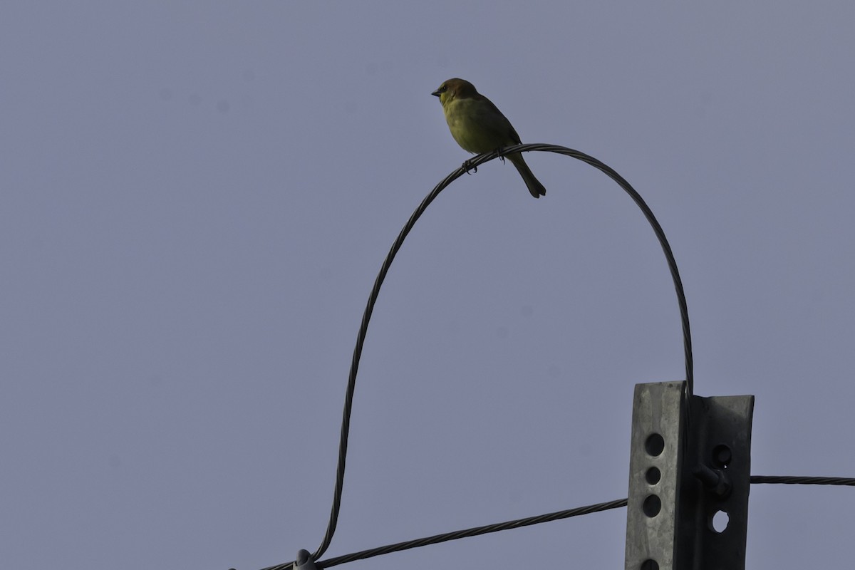 セアカスズメ - ML645161730