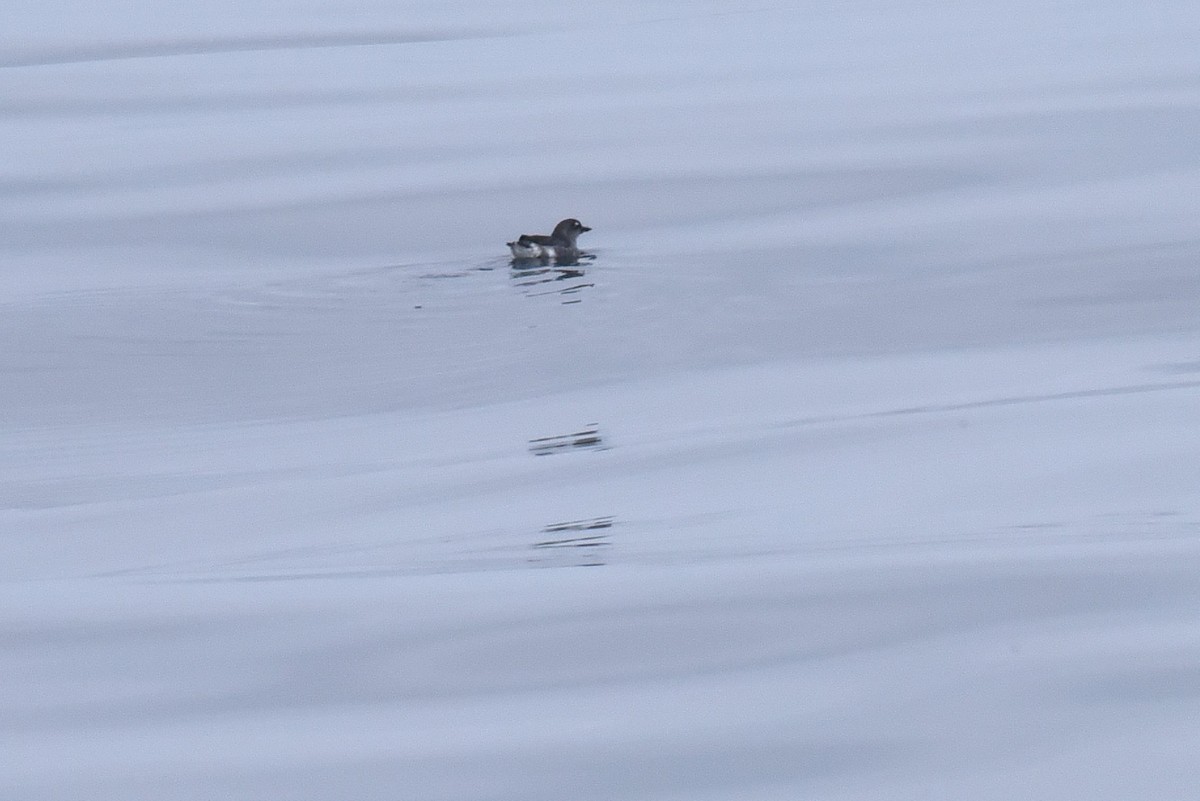 alkoun aleutský - ML645161734