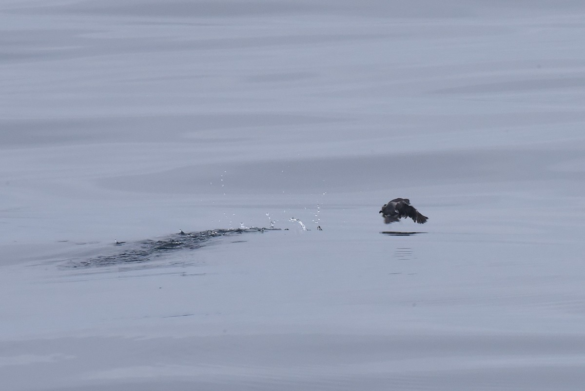 alkoun aleutský - ML645161735