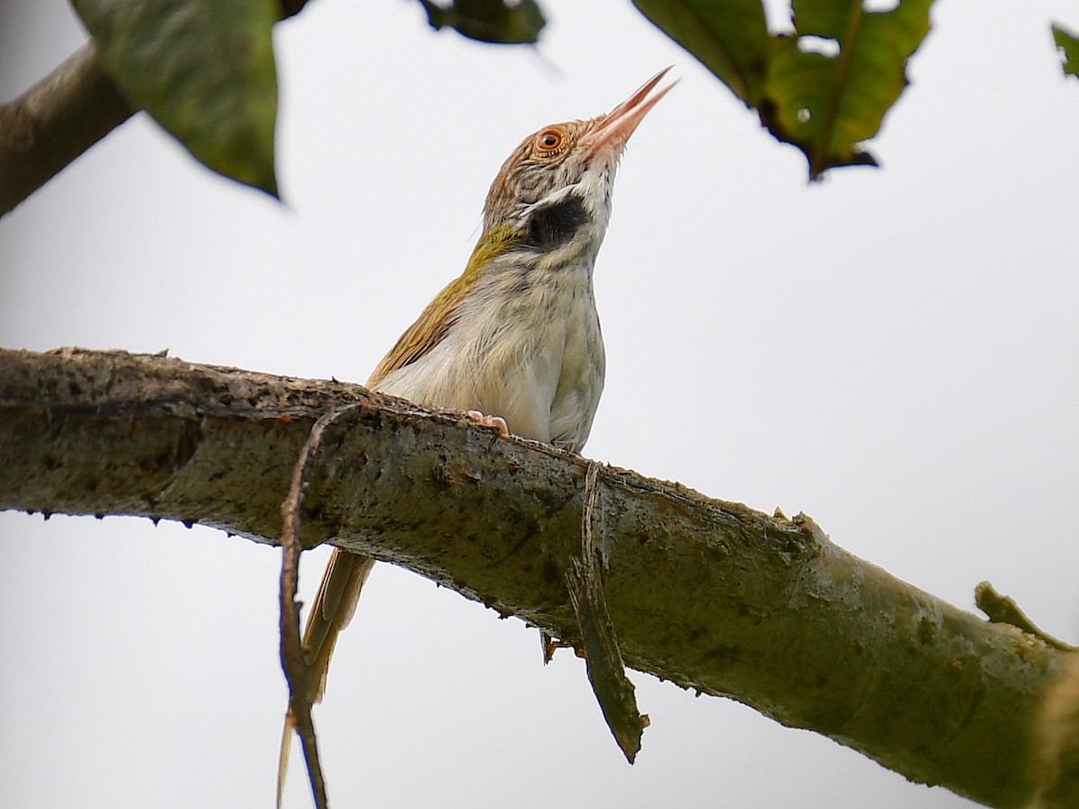 langstjertskredderfugl - ML645161772