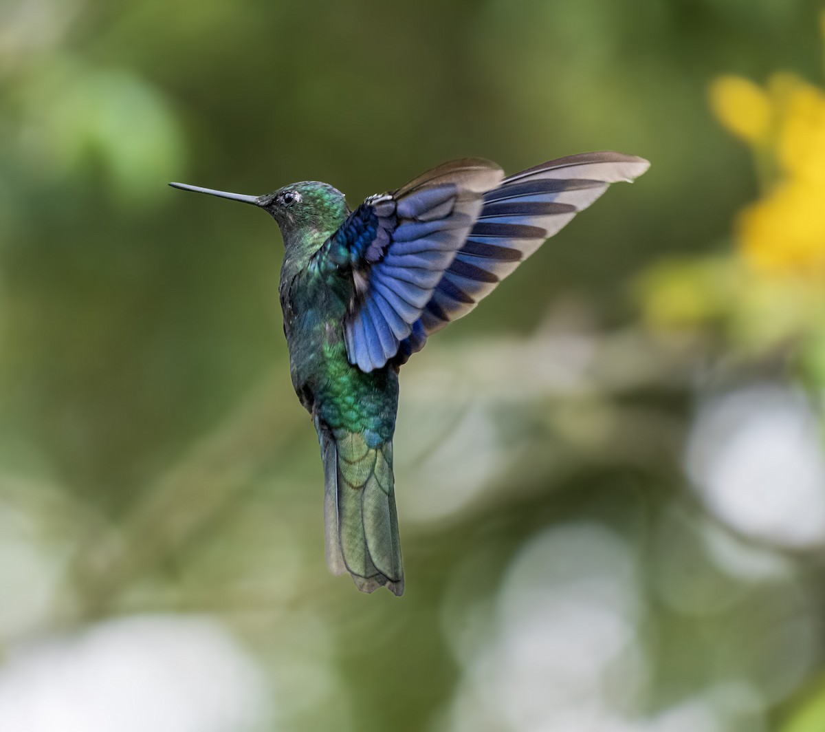 Great Sapphirewing - ML645161819