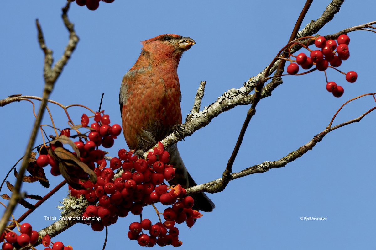 Hakengimpel - ML645161833