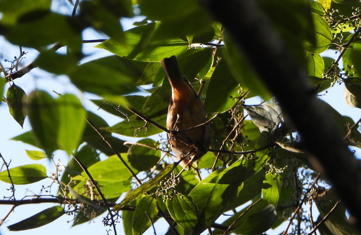 Chestnut-crowned Becard - ML645161843