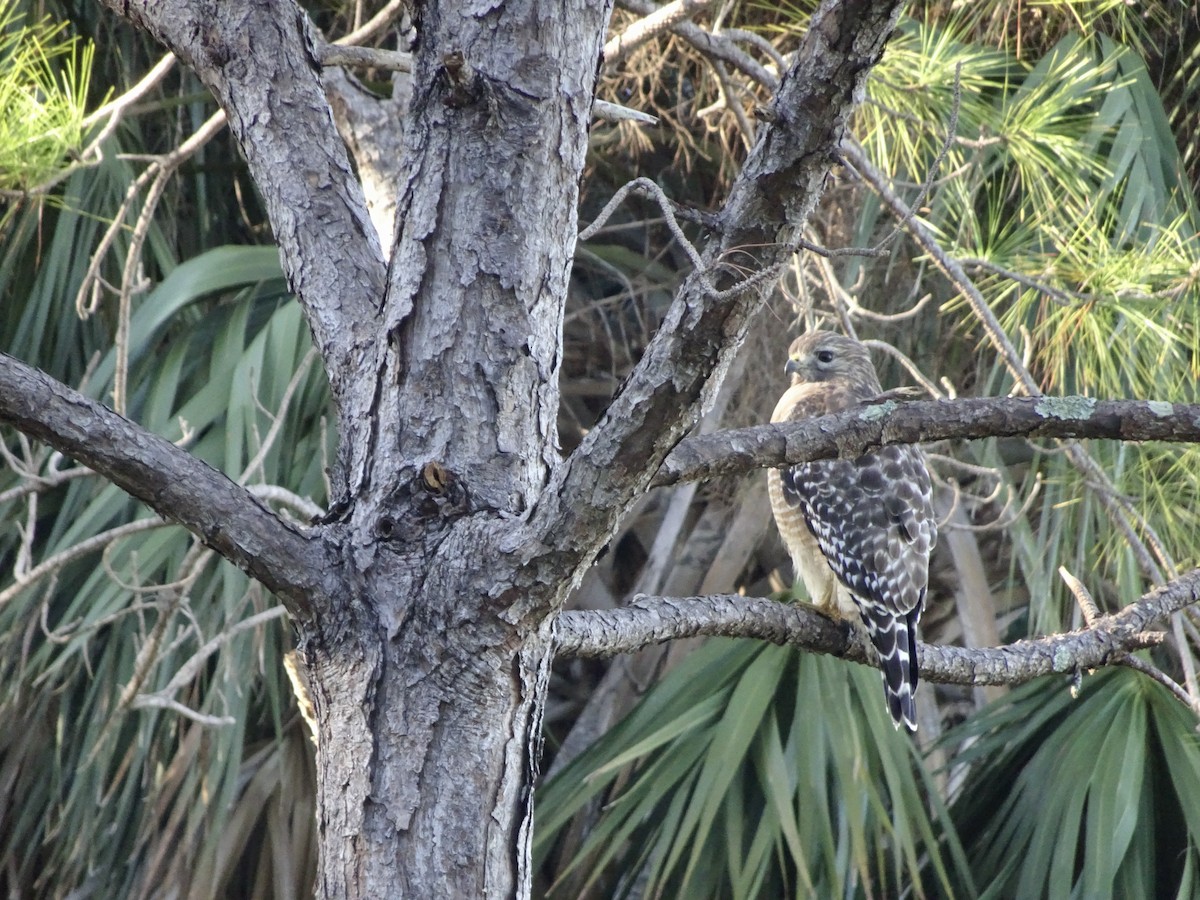 Red-shouldered Hawk - ML645161851
